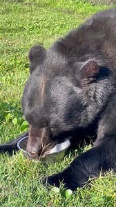 Our Wish List item of the week: Peanut Butter!! You can find our Amazon and Walmart lists at: https://www.amazon.com/gp/registry/wishlist/2WMG06EXQKOLH/ref=nav_wishlist_lists_1 https://www.walmart.com/registry/RR/bfe43534-c0a6-4461-8332-ed293e40ca06?fbclid=IwY2xjawLL64ZleHRuA2FlbQIxMABicmlkETEwNUpDYWVVQjBoOWFJcXl0AR7jw9OyBfdBabRUdiNlLy8Y2W2gQBPd4pRWMh3fWOIY9OSUk5-U3xUvdaV3sg_aem_HWJlyG2iyzazFbMAUlmYiA Our bears enjoy treats and enrichments, and peanut butter - or any nut butter like almond butte