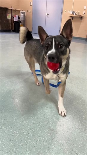 Ball is life! Tito absolutely loves to play ball. This guy is available for adoption at Animal Friends. Animal Friends 562 Camp Horne Road, Pittsburgh, PA 15237 KL 1042 #fyp #adopt #wii #tito #adoptme