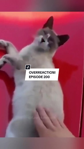 Cat Overreaction Compilation 🐱😹 Funny Cats Reacting Excessively