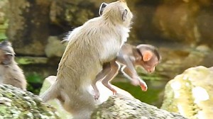 12K views · 420 reactions | where Rose help Brady ? baby Brady so very scared when Button take him ran away from Rose | Mata Monkeys | Facebook