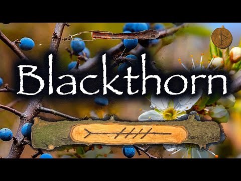 Blackthorn. Folklore, Mythology and Symbolism of the Blackthorn Tree (Straif | Thurisaz)