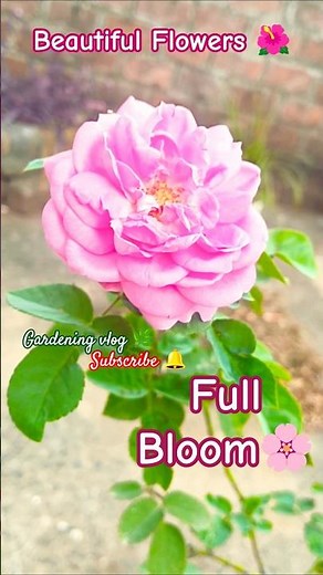 🌷Colorful Garden Flowers🌿 | 🌸 Fresh Blooms & Nature Beauty | 🏡Home garden | Gardening Vlog 🌿 #viral