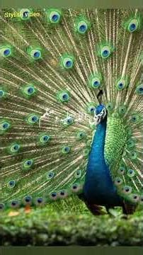 99names of holy prophet Muhammad sallallahu alaihi wasallam