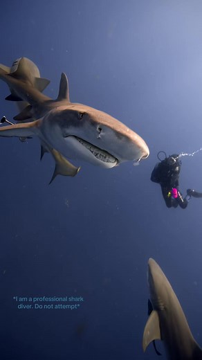 Discover the Fascinating World of Lemon Sharks