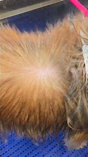 Drying Tips for Medium/Long Coats