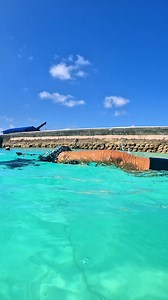 5.9K views · 24 reactions | Snorkelling for the first time, or not...