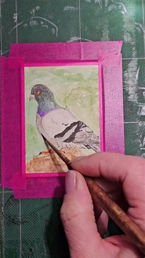 Watercolor-Feathruary- Day 9: Rock Dove (Pigeon) #feathruary #artchallenges #birdart #shareartfreely