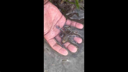 British tourist picks up deadly blue-ring octopus in the Philippines