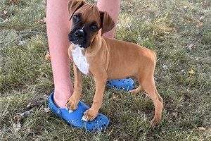 Thomas - Boxer Puppy 505132