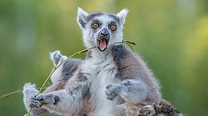 Portrait of two funny ring-tailed Madagascar lemurs enjoying summer,...