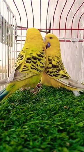 Mashallah Under exhibition male or normal size female #foryou