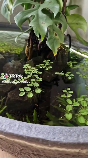 Indoor LED Planted Pond with Guppy Fry