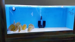 Watch Wild Discus Fish Eating Royal Menu Granules size XL on Amazon Live