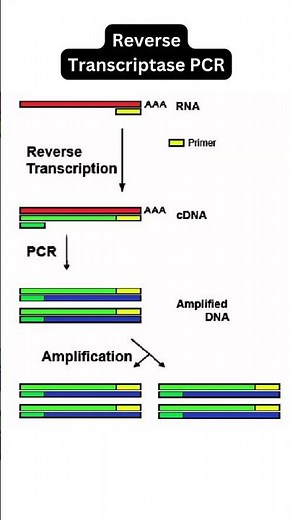 Types of PCR #StandardPCR #RealTimePCR #ReverseTranscriptasePCR #MultiplexPCR #NestedPCR