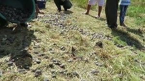 307K views · 551 reactions | Thousands of infant taricaya turtles are released into lakes at a Peruvian reserve (Credit: Facebook/Sernanp Oficial via Storyful) | Yahoo Canada | Facebook