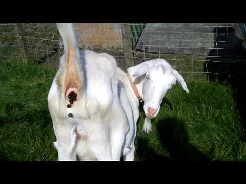 Pooing Goat
