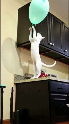 Two Siamese Cats Play Balloon Volleyball 🎈😹 #aicomedy #viral #fyp