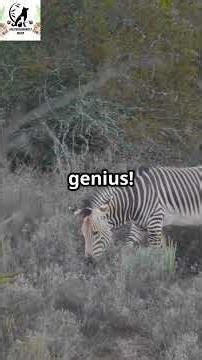 The SHOCKING Truth Behind Zebra Stripes! 🤯🦓🦓🦓 It’s an Insect Repellent! #zebra #wildlife