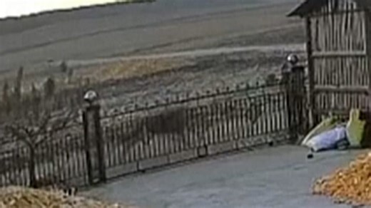 Wild Siberian tiger scares farmer in northern China