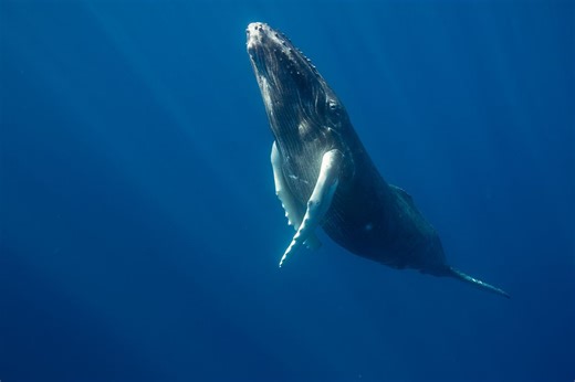 Scientists may have finally cracked the mystery of whale song | BBC Science Focus Magazine