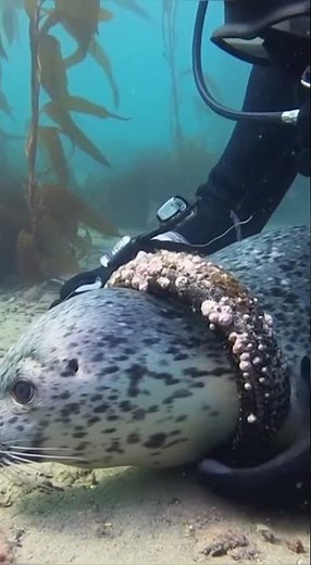 Urgent Seal Rescue Caught on Camera