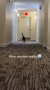 Cat Attempts Handstand and Tumbles Down Hard