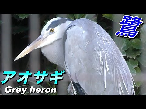 【鳥】アオサギの生態〜日本最大の「鷺（サギ）」（Grey heron）〜
