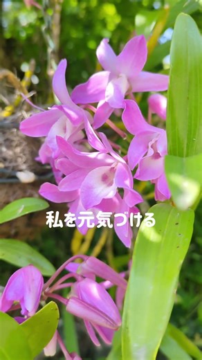 石斛（セッコク）〜 美しい花#花 #flowers #garden