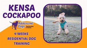 Check out Kensa the cockapoo’s incredible transformation! After her 4-week residential training, she’s gone from fearful snapping to calmly walking away and seeking support from her owner. With better lead skills and stronger recall, Kensa can now enjoy positive interactions or move on when she’s uncomfortable. Want the same success for your pup? Watch Kensa’s full training journey video and see how we tackle fear and reactivity. Then, get ready to book your own dog’s residential stay for 2025! 