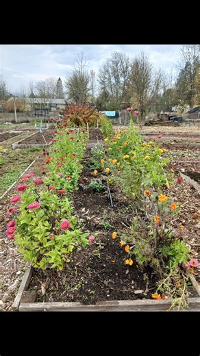 12 reactions | Fall at the farm means cover crops sprouting, garlic coming up, mulching beds and rows with wood chips and tucking everything in for winter! Thank you for being a part of our journey | Phoenix School Farm | Facebook