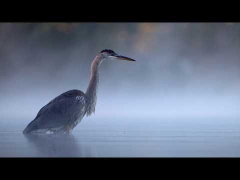 Great Blue Heron: Bird in the Spotlight