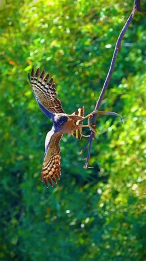 Falcon VS Snake: Epic Animal Battle in 4K Video
