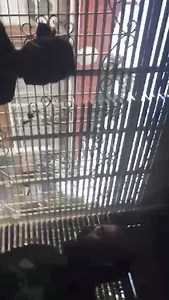 Howard Galvin, also known as Howard Green, also known as Howard Gelman; brought a gang of men to intimidate and assault staff at the IRS offices in 2019. IRS had been instructed to investigate Howard Galvin by several people. Howard Galvin tried to stop the investigations from taking place by attempting to intimidate the IRS office staff. Many more people have subsequently come forward who have also been the target of #intimidation, #extortion and #assault purportedly by Howard Galvin. | IRS For