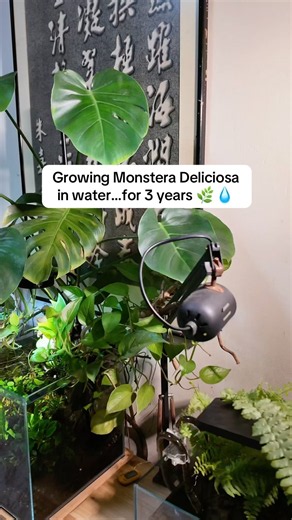 Growing Monstera Deliciosa in water…for 3 years 🌿💧#aquarium