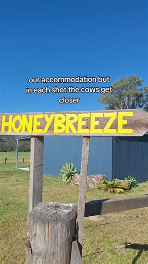 Walking out the front door to nothing but cows, mountains, and fresh country air 🐄🌄 No traffic, no crowds — just peaceful views and the sounds of nature all around you. 🌿 🔗 Book here: www.honeybreeze.com.au #honeybreezefarm #FarmStay #MountainViews #CountryEscape #visitnsw