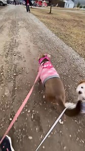 Hello my name is Rocket. I’m 1.6yo good playful boy. I’m crate trained, potty trained and I sleep all night, so no worries I will not wake you up. I’m good with other dogs,(and would love to have a home with another dog), good with adults and kids. I would love to find a good comfy bed next to a 🎄and wait on Santa Claus 🎅🏼 with you. I’m available through @codysfriendsrescue codysfriendsrescue.org https://www.codysfriendsrescue.com https://petlover.petstablished.com/pets/share/2601230 @reshare