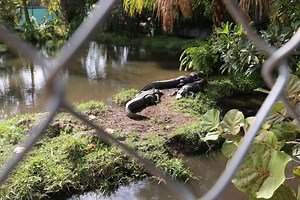 2.4K views · 27 reactions | Wondering what to do around Fort Myers during your stay? If you love shells, animals, great food and family fun, the Shell Factory is the place for you 煉 Plan your visit today! | Pink Shell Beach Resort & Marina | Facebook