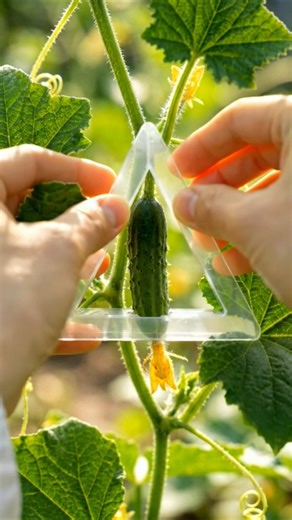 You’ve Never Seen a Triangle Cucumber Like This! 🥒 #asmr