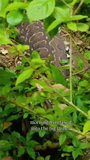 A rare sight in Uganda's Budongo Forest - an African rock python resting #animals #wildlife #bwindi