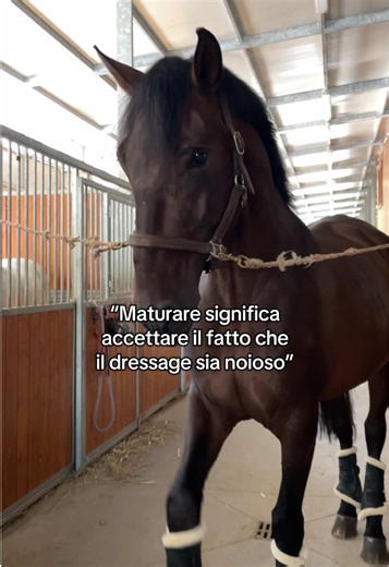 Understanding Dressage in Equestrian Sports