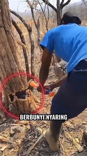 The Most Expensive and Strongest Tree on Earth