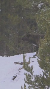 #yellowstonewolves #wolves | Yellowstone Wolves