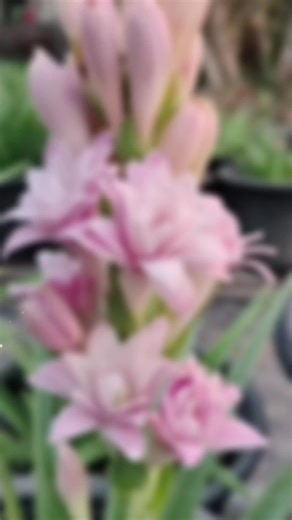 Bunga Harum Sundal Malam: Keindahan Tuberose