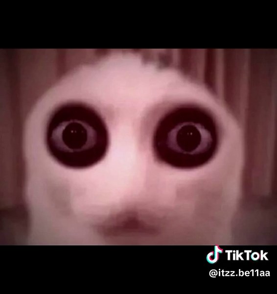 Eye Contact With Cat