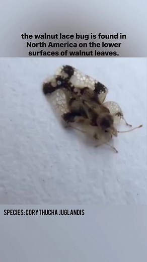 the walnut lace bug is found in North America on the lower surfaces of walnut leaves. More than 100 may be present on a single leaf. Areas where they have fed are easily recognized because of cast skins, excrement, and discolored patches of leaf. Leaves of heavily infested trees may turn brown and fall off | Butterfly Babe