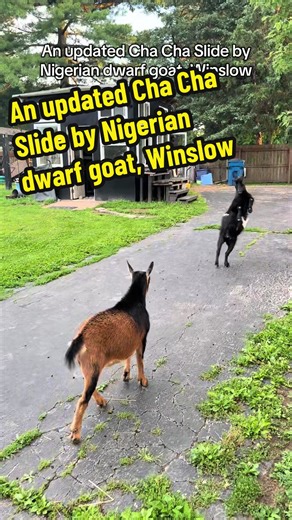 Winslow the Nigerian Dwarf Goat's Cha Cha Slide