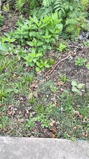 Today’s Bonus Coin Drop is Live! T-Ross Brothers Construction is back with another bonus coin for the Susquehanna Valley Scavenger Hunt! If you’re the first to find this coin, it’s yours to keep — and it earns your team an entry into the $2,000 grand prize event! Simply take the coin, scan the QR code, and follow the instructions to register your find. Remember, there’s a limit of five (5) physical coins per team throughout the competition, so plan your searches wisely! As always, stay safe whil