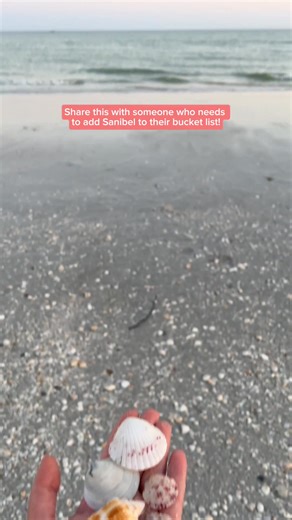 "The Seashell Capital of the World,” better known as Sanibel Island, is the perfect spot for shell collecting. With more than 50 miles of beaches and over 400 shell species, it’s a shell enthusiasts paradise! 🐚 | Visit Fort Myers