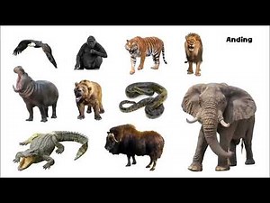 Strong Animals - Picture Play (Reupload)