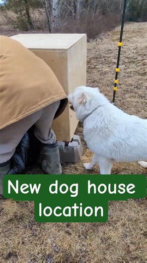 Does Puppy like the new location of his house?